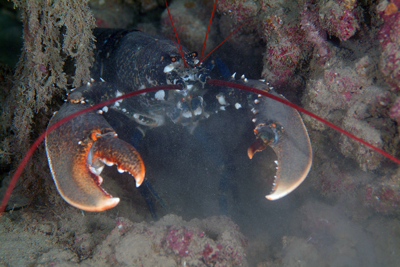 Homarus gammarus